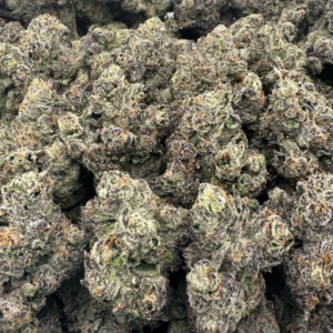 WARHEADZ (CLICK HERE TO SEE SHIPPED PRICE)