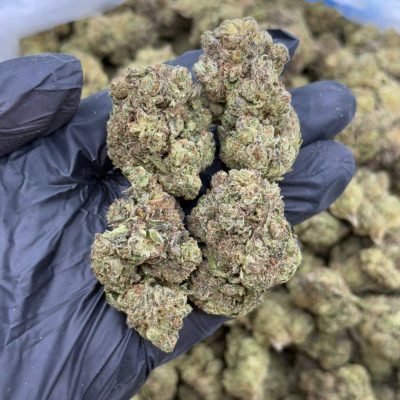 Black Scottish hybrid cannabis flower with dense frosty buds and dark exotic appearance